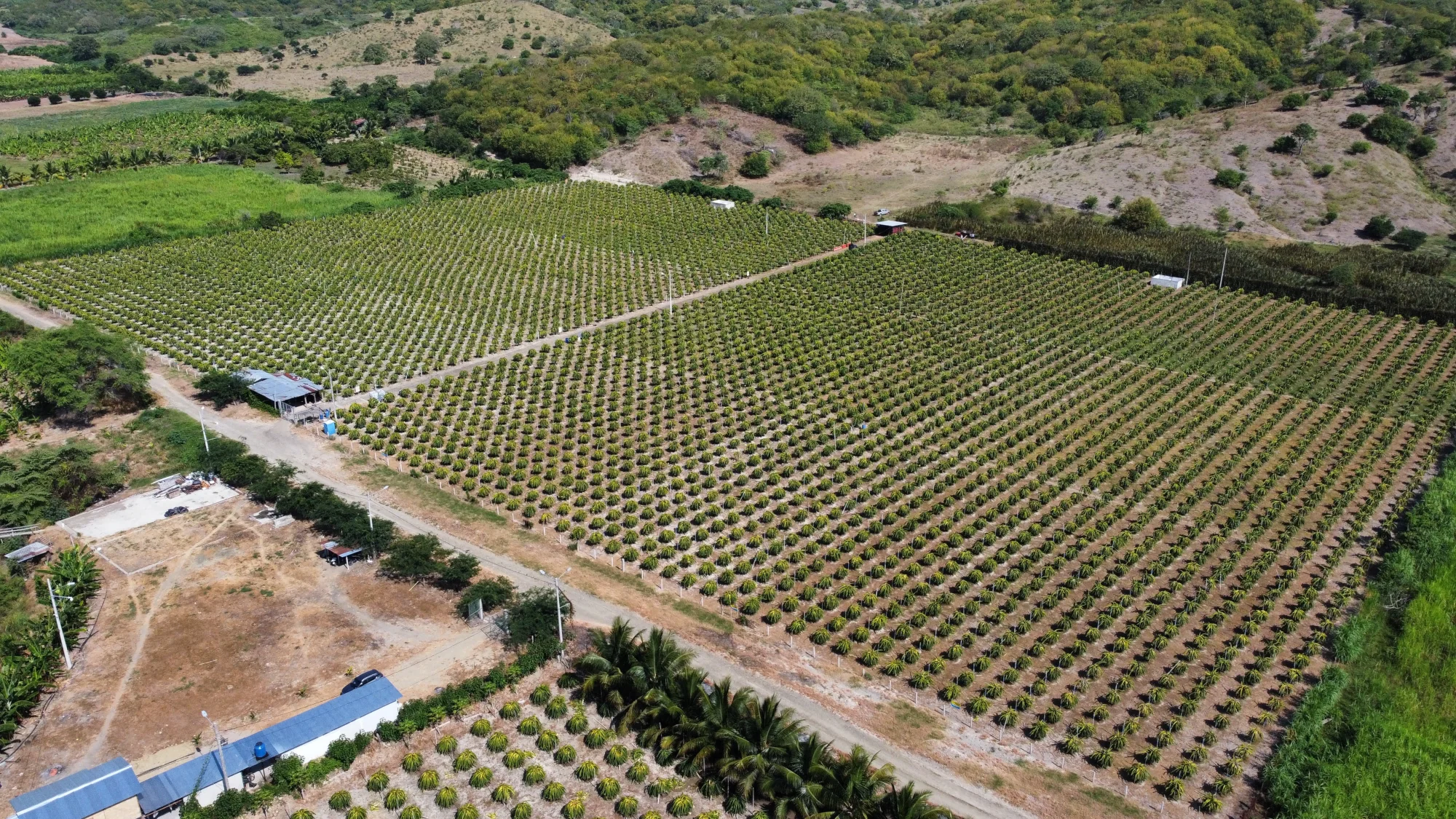Plantation Overview