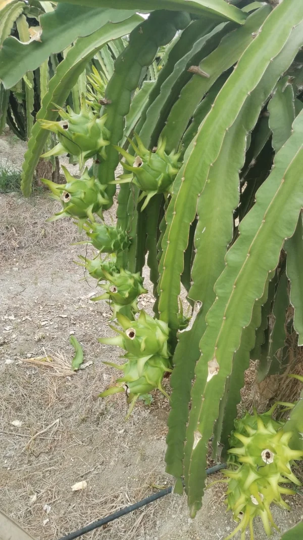 Dragon Fruit Cultivation
