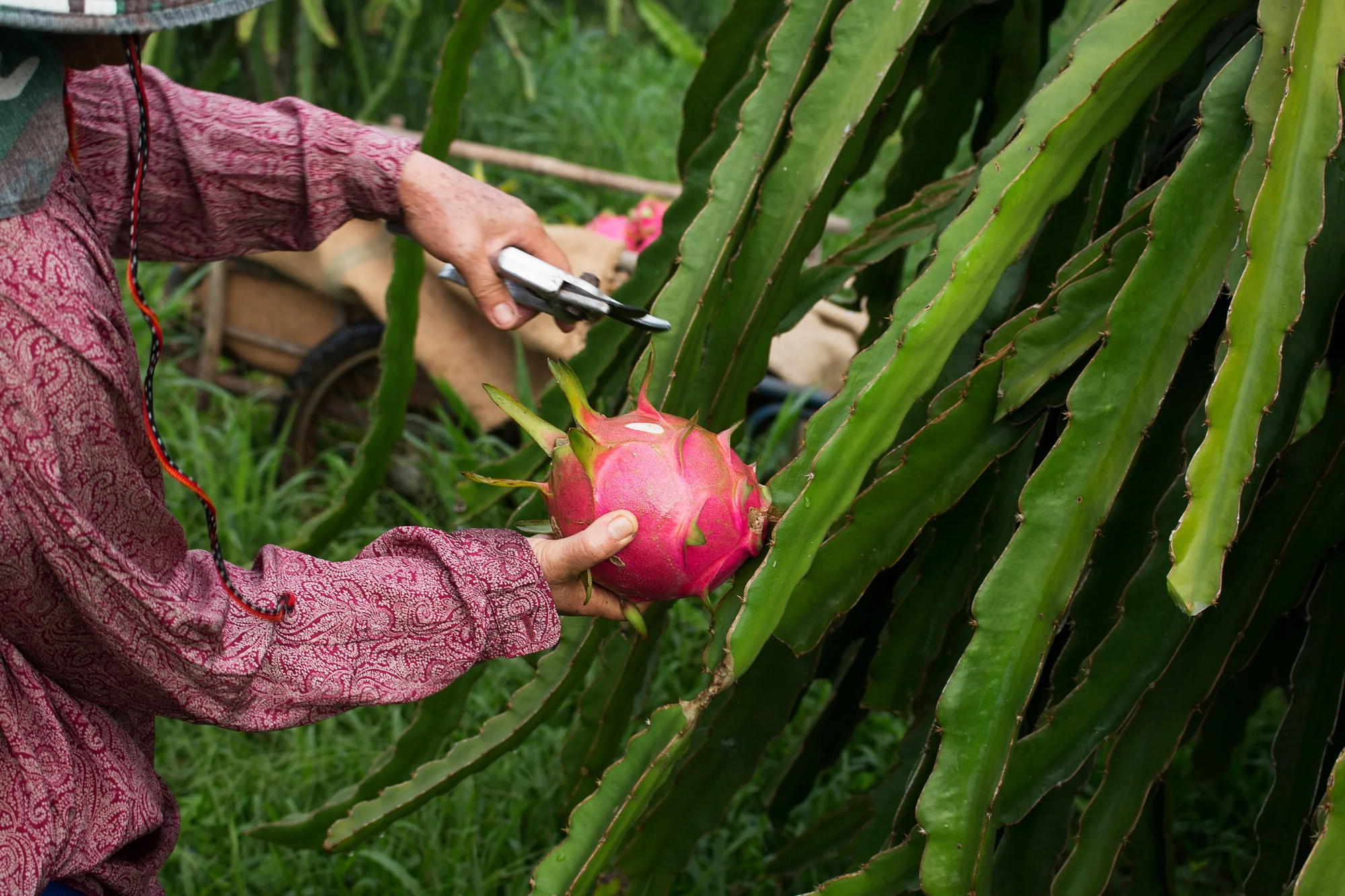 Hand Harvesting